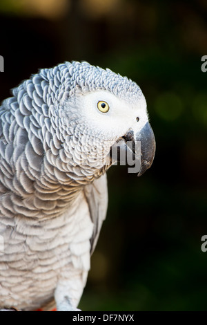 African Grey Parrot Close Up Stock Photo