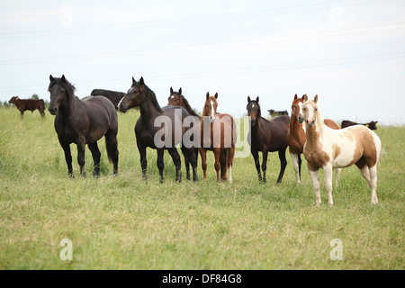 Batch of horses resting on pasturage and looking at you Stock Photo