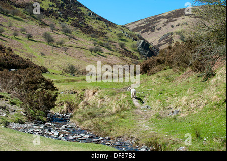 Stream running through Carding Mill Valley, Long Mynd, Church Stretton, Shropshire, England Stock Photo