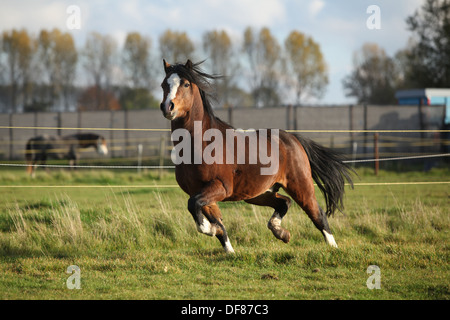 Brown welsh mountain pony stallion with black hair running Stock Photo