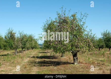 Heavily fruiting ripe plum trees near Sainte-Foy-la-Grande, Gironde, France, August Stock Photo