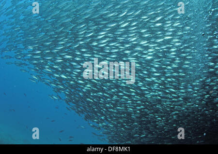 Scad Ball, Bait Ball of Mullet Snapper (Lutjanus aratus). Ball of