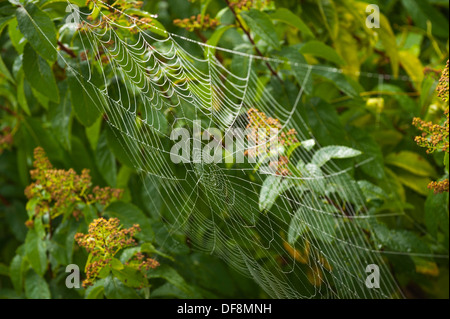 North London suburb European Garden Spider Cross Orb Araneus Diadematus spiders web webs dew rain water drop drops leaf leaves Stock Photo