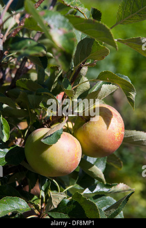 Apples (Malus domestica) James Grieve, growing on a tree, Sheffield, England. Stock Photo