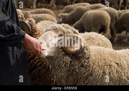 Pastor de ovejas merinas dando de comer a los mansos Astorga León Stock ...