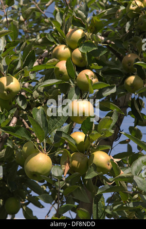 Heavily fruiting ripe cordon apples on the trees near Sainte-Foy-la-Grande, Gironde, France, August Stock Photo