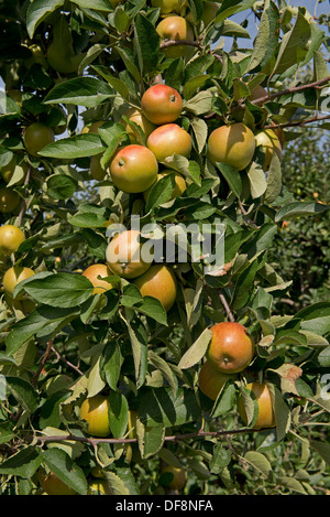 Heavily fruiting ripe cordon apples on the trees near Sainte-Foy-la-Grande, Gironde, France, August Stock Photo