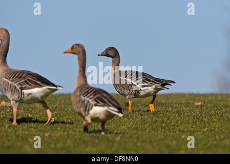 Greylag Goose and Tundra Bean Goose Stock Photo