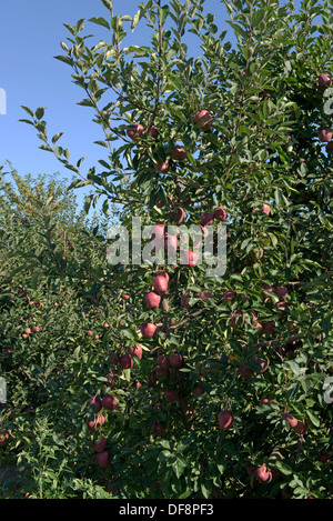 Heavily fruiting ripe cordon apples red delicious on the trees near Sainte-Foy-la-Grande, Gironde, France, August Stock Photo