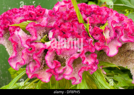 Closeup of pink Celosia (Cockscomb) growing on green background Stock Photo