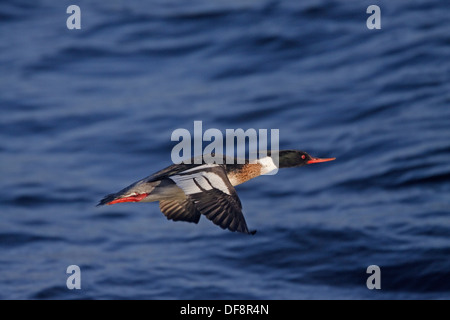 Red-breasted Merganser (Mergus serrator) in flight Stock Photo