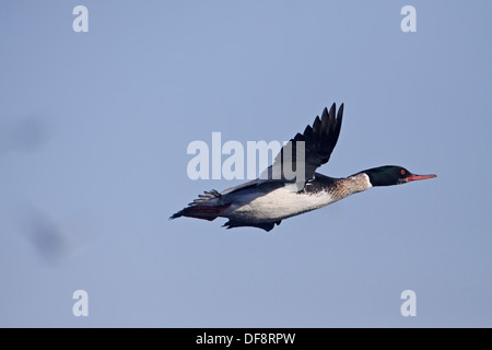 Red-breasted Merganser male (Mergus serrator) in flight Stock Photo