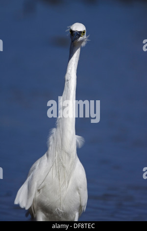 Little Egret  (Egretta garzetta) Stock Photo