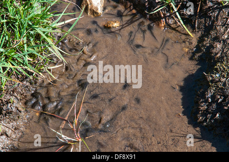 tadpoles swimming in search of food Stock Photo