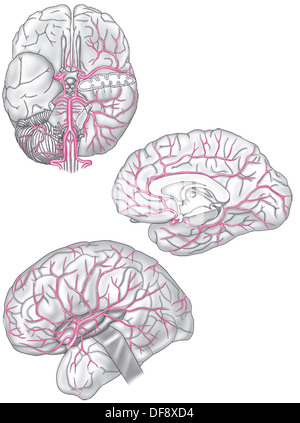 CEREBRAL ARTERY, ILLUSTRATION Stock Photo - Alamy