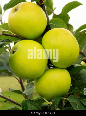 Apple 'Golden Noble', culinary, cooking variety growing on tree, fruit green apples England UK Stock Photo