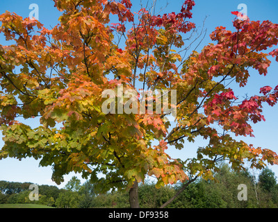 Trees displaying leaves that are turning red and orange in the Autumn. Stock Photo