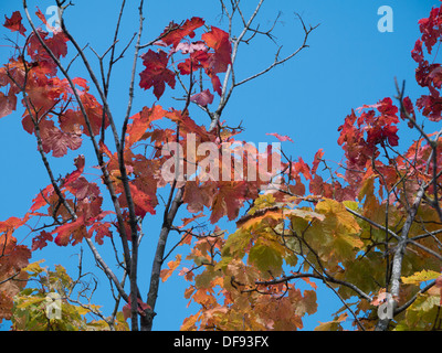 Trees displaying leaves that are turning red and orange in the Autumn. Stock Photo