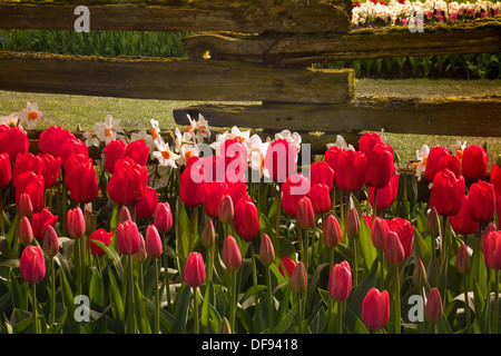 Mixed bed of tulips and daffodils blooming by an old cedar fence in a display garden at RoozenGaarde Farm in the Skagit Valley. Stock Photo