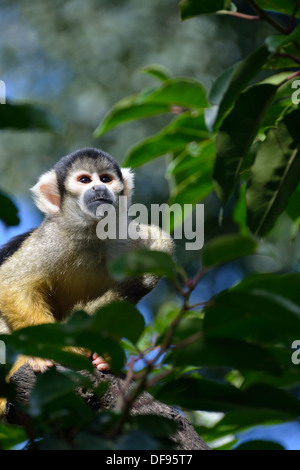Black capped Bolivian Squirrel monkey getting ready to leap at London Zoo, ZSL, London UK Stock Photo