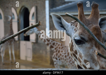Three female giraffes (Giraffa camelopardalis) at London Zoo,  ZSL, London Stock Photo