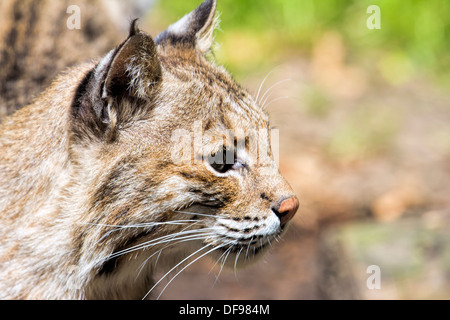 Bobcat Lynx Rufus Wild Cat Side Profile Portrait Closeup Stock Photo
