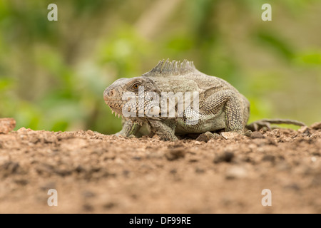 Stock photo of a green iguana posed on a beach in the Pantanal. Stock Photo