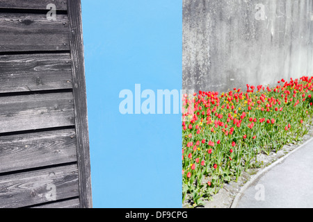 Wooden shed, blue wall and red flowers with concrete background. Colour and texture, Wales, UK. Stock Photo