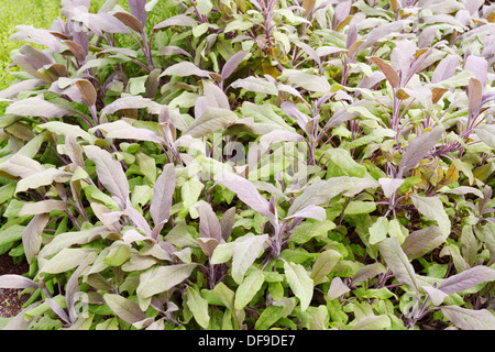 Purple Sage, Salvia officinalis purpurascens, Wales, UK Stock Photo