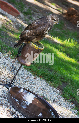 Common buzzard (Buteo buteo) on a perch. Stock Photo