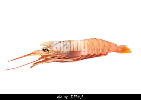 Raw shrimp isolated on white background Stock Photo