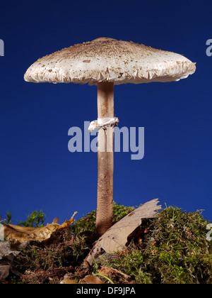 Parasol Fungus mushroom shot over dark blue background Stock Photo