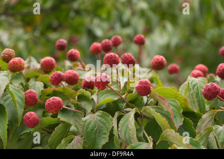 extremely unusual alien almost looking red pink fruit fruits of Kousa dogwood tree sort of like raspberry Stock Photo