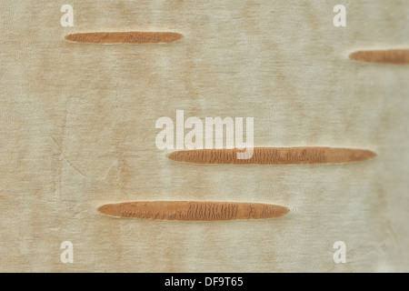 Close up detail of bark and smooth trunk of Himalayan Birch tree showing the porous Lenticel contrasting against smooth surface Stock Photo