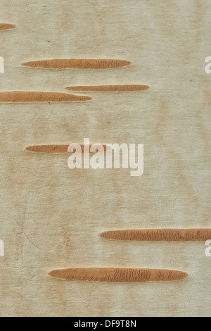 Close up detail of bark and smooth trunk of Himalayan Birch tree showing the porous Lenticel contrasting against smooth surface Stock Photo