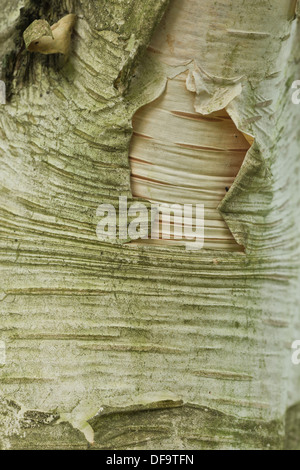 algae covered bark of Himalayan Birch tree showing the porous Lenticel contrasting against smooth surface peeling skin Stock Photo