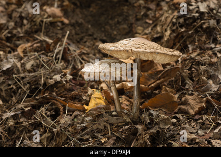 parasol mushroom fungi fruiting body growing amongst leaf litter in shade of beech oak and birch woodland Stock Photo