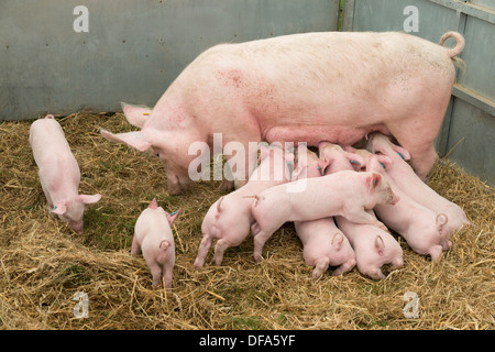 A litter of piglets suckling their mother Stock Photo
