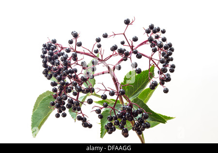 Elder Sambucus nigra Berries and Leaves on a White Background UK Stock Photo