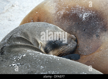 Galapagos sea lion pup suckling on mother's teat Stock Photo