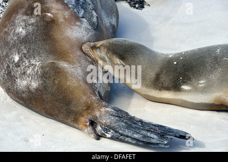 Galapagos sea lion suckling mother Stock Photo