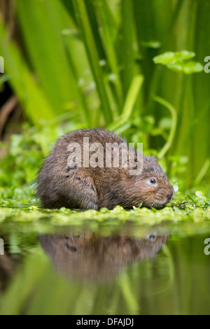 British Water Vole (Arvicola amphibius) among foliage in a river in Kent, England, UK Stock Photo