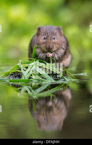 British Water Vole (Arvicola amphibius) feeding on grass on a rock in a river in Kent, England, UK Stock Photo