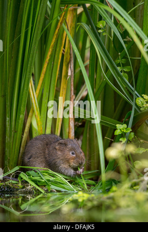 British Water Vole (Arvicola amphibius) among foliage in a river in Kent, England, UK Stock Photo