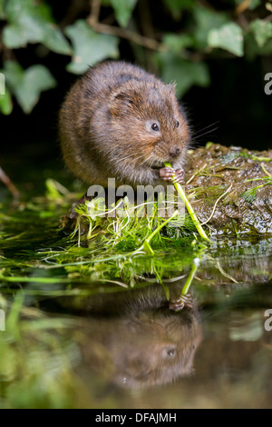 British Water Vole (Arvicola amphibius) feeding on a rock in a river in Kent, England, UK Stock Photo