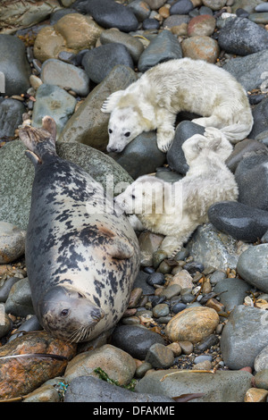 Grey Seal (Halichoerus grypus) cow feeds its young pup on a rocky cove on the Pembrokeshire island of Ramsey Stock Photo