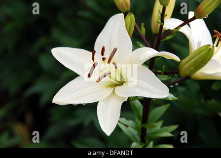 Madonna lily in medieval garden, Rodemack, Lorraine, France. Stock Photo