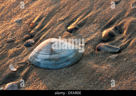 Rayed trough shell (Mactra stultorum cinerea / Mactra corallina cinerea) on beach along the North Sea coast Stock Photo