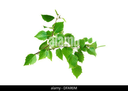 Birch tree branch with green leaves and aments on a white background Stock Photo