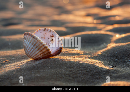 Common / Edible cockle (Cerastoderma edule / Cardium edule) shells on beach along the North Sea coast Stock Photo